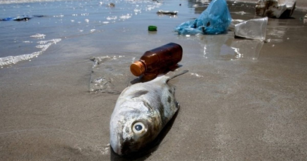 Mari E Oceani Di Plastica, è Allarme Anche Per I Pesci Che Mangiamo