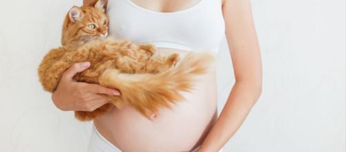 Gatos y embarazo, ¿qué hay que saber de la toxoplasmosis?