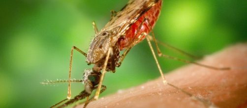 Malaria: possibile riconosce dall'odore gli infetti e i potenziali infetti