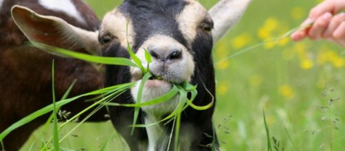 Roma: capre e pecore per tosare l'erba dei parchi
