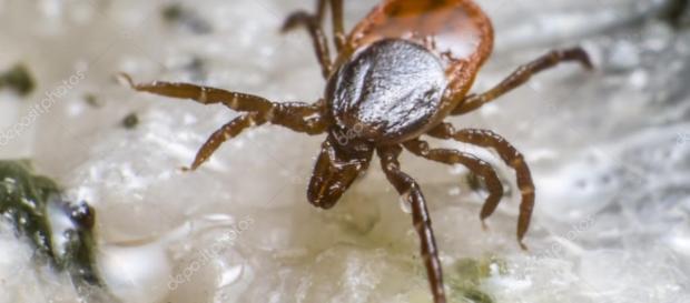 Ixodes ricinus. La zecca dei boschi. Diffusa in tutta Italia con rare segnalazioni in Sardegna. Ixodes ricinus. La zecca dei boschi. Diffusa in tutta Italia con rare segnalazioni in Sardegna.