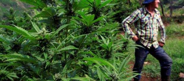 NOTICIAS | Marihuana | Uncategorised - cannabismagazine.es NOTICIAS | Marihuana | Uncategorised - cannabismagazine.es