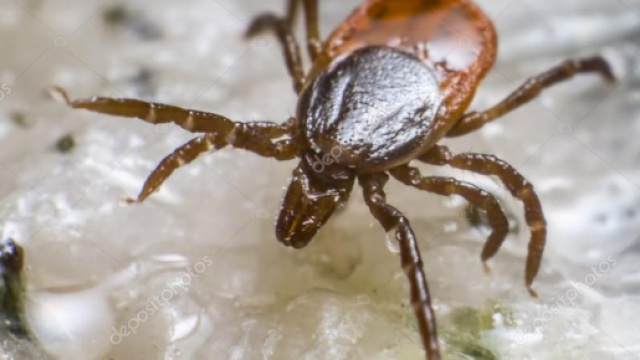 Ixodes ricinus. La zecca dei boschi. Diffusa in tutta Italia con rare segnalazioni in Sardegna.