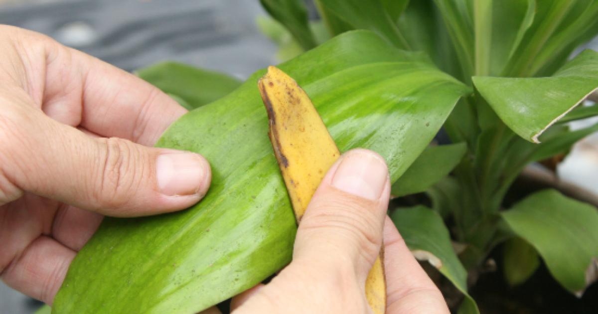 Limpia las hojas de las plantas del interior