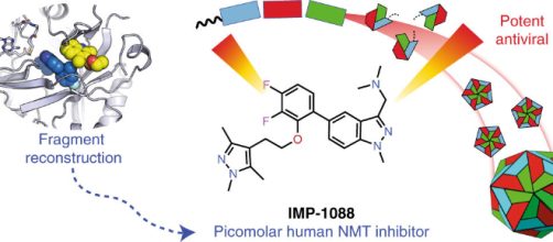 IMP-1088, la molécula que combate todos los resfriados