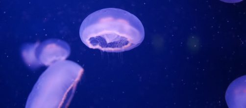 La medusa a forma di busta di plastica