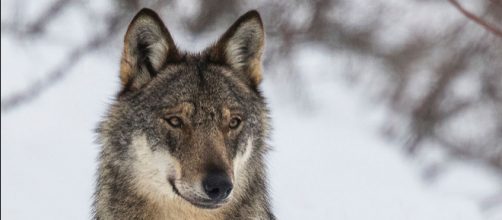 Le loup, espèce connue et pourtant mourante