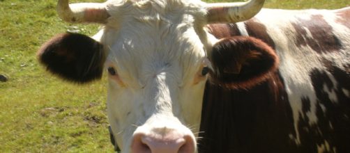 Verde di Roma: l'assessora rilancia e annuncia: 'arriveranno le mucche'
