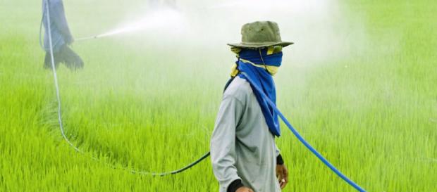 Monsanto glifosato | Ecología | Movimientos sociales | El Viejo Topo - elviejotopo.com Monsanto glifosato | Ecología | Movimientos sociales | El Viejo Topo - elviejotopo.com