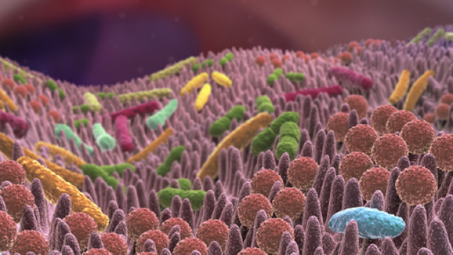Microbiota, tutte le ultime notizie