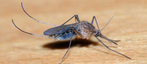 Female Culicine mosquito (Image credit – Alvesgaspar, Wikimedia Commons)