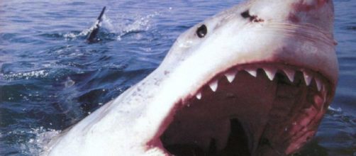 Lo squalo bianco è il più grande pesce predatore presente sul nostro pianeta