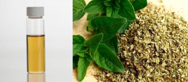 Aceite de Orégano: Contraindicaciones, Propiedades Medicinales ... - unisima.com Aceite de Orégano: Contraindicaciones, Propiedades Medicinales ... - unisima.com