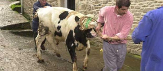 ANTENA 3 TV | Primer caso de vaca loca en Estados Unidos infectada ... - antena3.com ANTENA 3 TV | Primer caso de vaca loca en Estados Unidos infectada ... - antena3.com