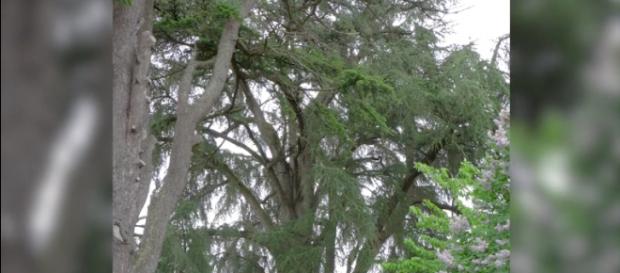 Le cèdre du Liban de Gençay, menacé d'abattage. Le cèdre du Liban de Gençay, menacé d'abattage.
