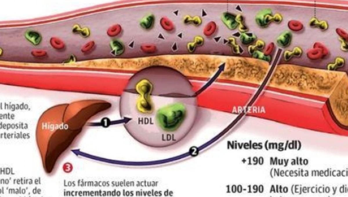 Como elevar el hdl en sangre