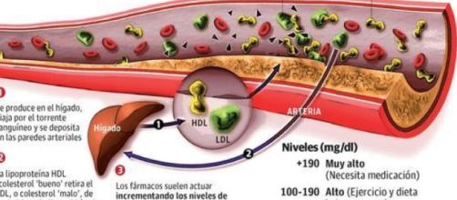 Porque el cuerpo produce colesterol malo