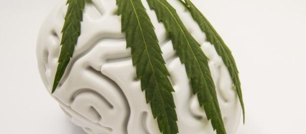 Fonte: https://www.civilized.life/articles/how-marijuana-affects-the-brain/ Fonte: https://www.civilized.life/articles/how-marijuana-affects-the-brain/