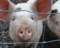 Leading philosopher weighs in on pig brain debate