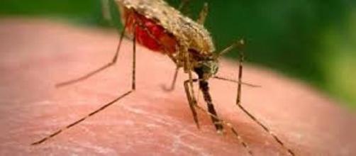 El paludismo es transmitido por la picadura del mosquito del género Anopheles