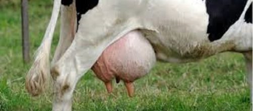 La mastitis produce cambios en la composición fisicoquímica y bacteriológica de la leche de vaca