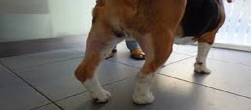 Las cojeras en perros pueden tener múltiples causas, enfermedades osteoarticulares, musculares o sistémicas