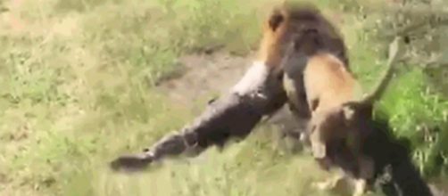 Sudafrica: proprietario di uno zoo assalito dal 'suo' leone.
