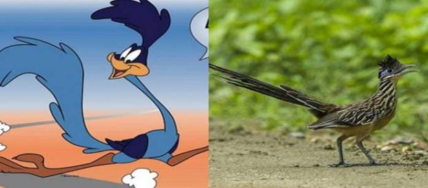 Como seriam os animais dos desenhos na vida real Como seriam os animais dos desenhos na vida real