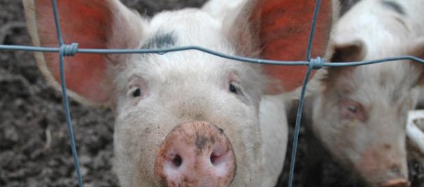 Pigs from the slaughter house were used - (Image credit -flickr thornypup) Pigs from the slaughter house were used - (Image credit -flickr thornypup)