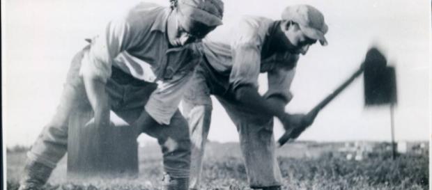 Trabalhadores cultivando campos nos anos 1930. Trabalhadores cultivando campos nos anos 1930.