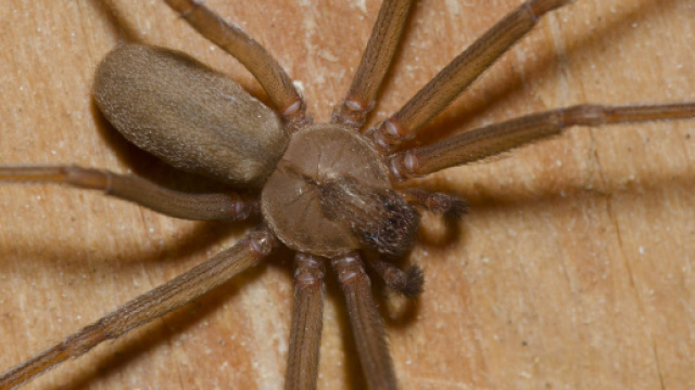 Esemplare di ragno eremita (Loxosceles reclusa)