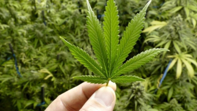 Marijuana, tutte le ultime notizie