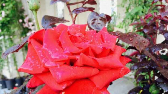 VENARIA REALE - Presentato il ricco programma della Festa delle ... - obiettivonews.it