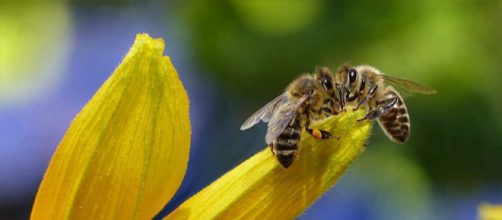 20 maggio, è il World Bee Day / BlogNews - blog-news.it