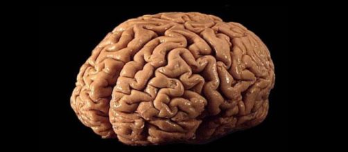 Cervello umano in un adulto sano