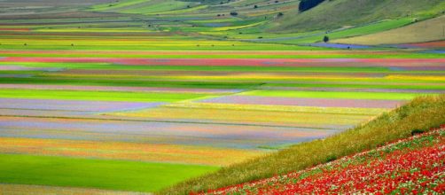 Lo spettacolo della fioritura di Castelluccio di Norcia