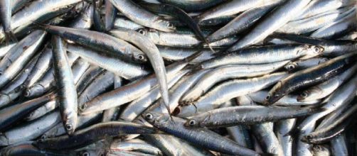 Mangia alici con parassiti, fuori pericolo 70enne pescarese