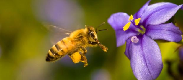 Las principales amenazas de las abejas y su día mundial - eltiempo.es Las principales amenazas de las abejas y su día mundial - eltiempo.es