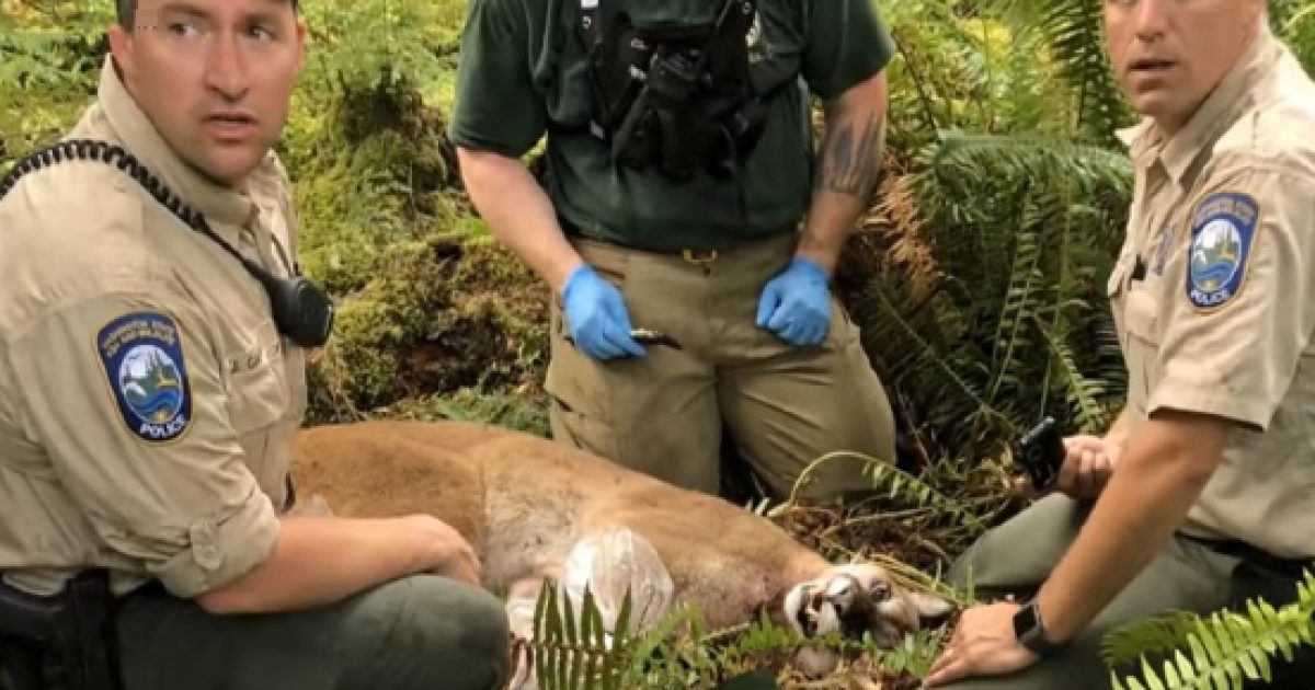 Cougar Attacked Two Bikers, Killing One And Dragging Him To Its Den