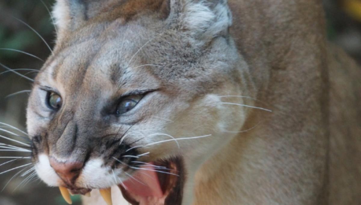 puma blaze of glory 2016