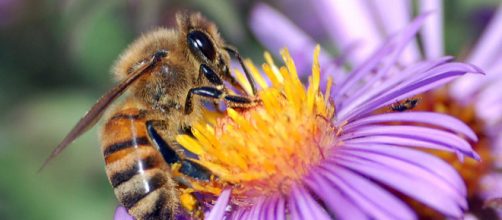 European honey bee extracts nectar (Image credit – John Severns, Wikimedia Commons)