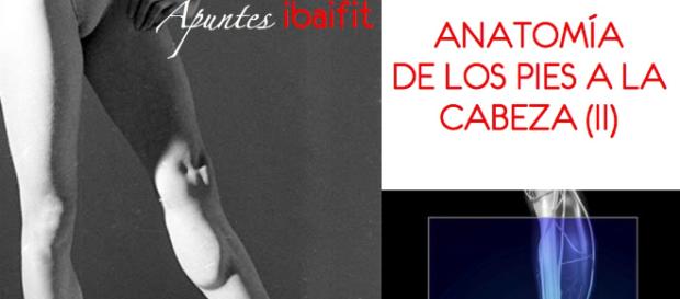 Anatomia de los pies a la cabeza (II) - Pierna. | Educación ... - blogspot.com Anatomia de los pies a la cabeza (II) - Pierna. | Educación ... - blogspot.com