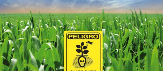 El glifosato, herbicida considerado inocuo, también es un tóxico ... - dsalud.com El glifosato, herbicida considerado inocuo, también es un tóxico ... - dsalud.com