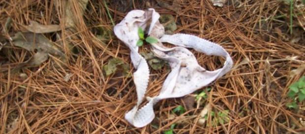 Jovem é encontrada morta sem roupas. Jovem é encontrada morta sem roupas.