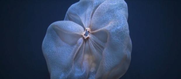 Super Soothing Deepstaria Jellyfish is the 'Lava Lamp' of the Sea ... - nerdist.com Super Soothing Deepstaria Jellyfish is the 'Lava Lamp' of the Sea ... - nerdist.com