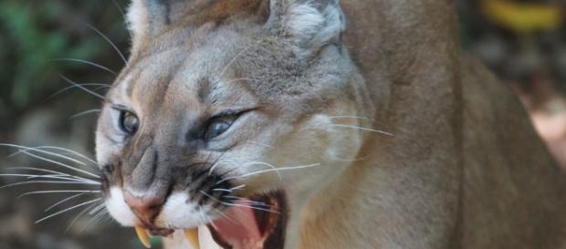 Usa, puma aggredisce due ciclisti e ne uccide uno Usa, puma aggredisce due ciclisti e ne uccide uno