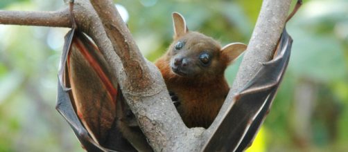 Kerala: Health officials caution against panic after Nipah ... - scroll.in