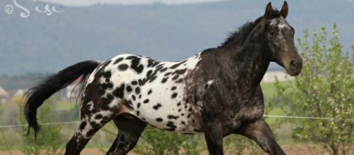 El Apaloosa: una hermosa raza de caballos
