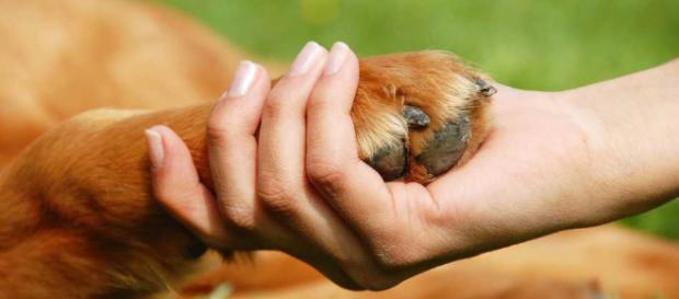 El poder curativo que poseen las mascotas El poder curativo que poseen las mascotas