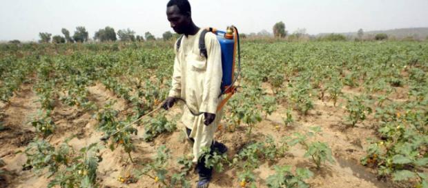 Pesticidas: Choque por los plaguicidas químicos | Planeta Futuro ... - elpais.com Pesticidas: Choque por los plaguicidas químicos | Planeta Futuro ... - elpais.com